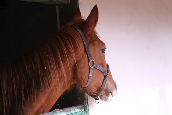 Cuidados Com Cavalos Grande Área Hobby Fazenda Cavalos — Fotografia de Stock