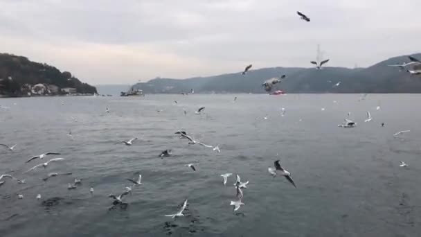 Yavuz Sultan Selim Bridge Istanbul Turkey 3Rd Bridge Istanbul Bosphorus — Video