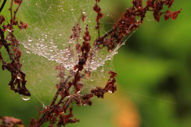 Doğada su damlası makroları