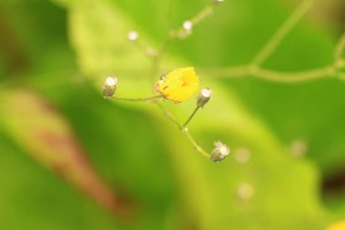 Doğada su damlası makroları