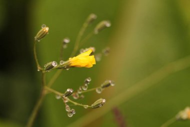 Doğada su damlası makroları