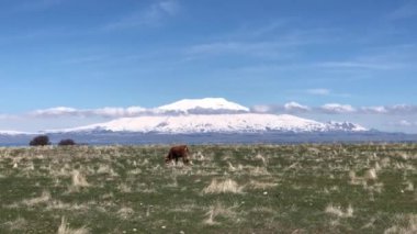 Ararat Dağı buzullu ve kar zirvesi güzel güneşli havada mavi gökyüzü ve bulutlu