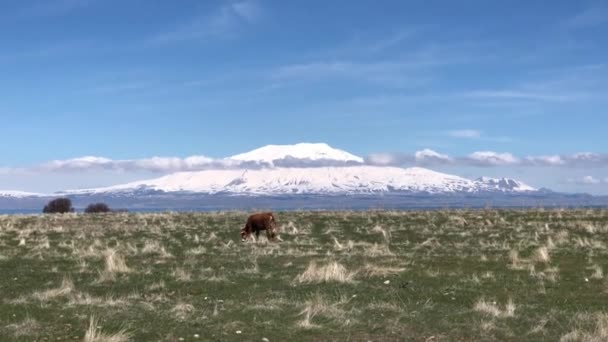 Гора Арарат Льодовиком Піком Снігу Гарну Сонячну Погоду Блакитним Небом — стокове відео
