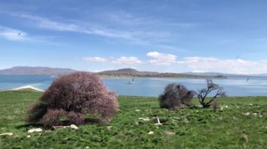 Carpanak Adası, Van şehrinin Citren Köyü 'nde, Van Gölü' nün kuzeydoğusunda yer alan bir adadır..