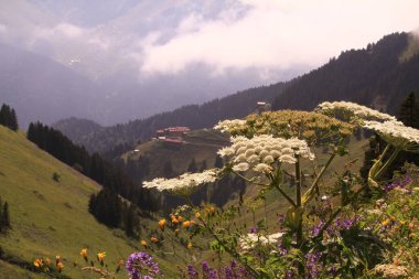 Artvin, Savsat bitkileri ve farklı çiçekler.
