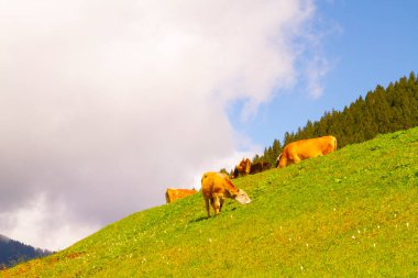 Camlihemsin 'deki Ayder Platosu. Güneş doğarken panoramik tahta kiraz manzarası. Hindi yolculuğu. Ayder Platosu 'nun 1350 metre yüksekliğindeki ahşap dağ evleri ile geniş bir çayır alanı vardır. Rize, Türkiye