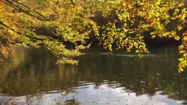 Sonbahar orman manzarası ahşap iskeleli suya yansıyor - Yedigoller Park Bolu, Türkiye 'de sonbahar manzarası (yedi göl)