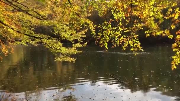 Otoño Bosque Paisaje Reflexión Sobre Agua Con Muelle Madera Paisaje — Vídeos de Stock