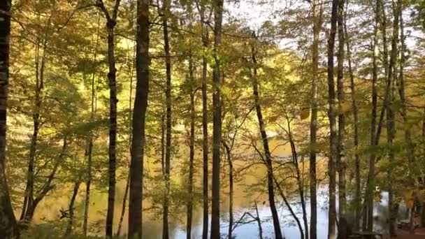 Otoño Bosque Paisaje Reflexión Sobre Agua Con Muelle Madera Paisaje — Vídeos de Stock