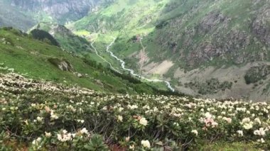 Rize 'nin Camlihemsin ilçesine bağlı Cicekli Platosu. Kackar Dağları bölgesi. Rize, Hindi. (Türkçe: Cicekli Yaylasi)