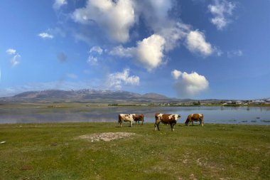 Adilcevaz, Van Gölü kıyısında bir ilçedir. Bitlis, Türkiye.