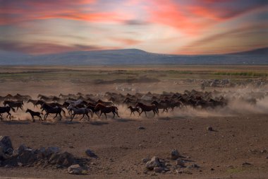Yilki atları nehirde yürüyor ve koşuyor. Kayseri Türkiye 'deki Yilki atları sahipsiz yabani atlardır