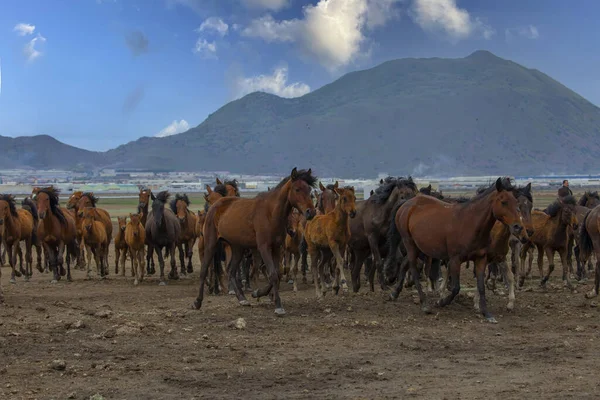 Yilki Horses Walking Running River Yilki Horses Kayseri Turkey Wild — Stock Photo, Image