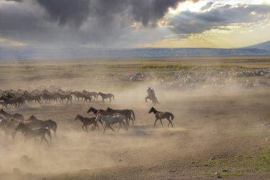 Yilki atları nehirde yürüyor ve koşuyor. Kayseri Türkiye 'deki Yilki atları sahipsiz yabani atlardır