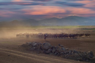 Yilki atları nehirde yürüyor ve koşuyor. Kayseri Türkiye 'deki Yilki atları sahipsiz yabani atlardır