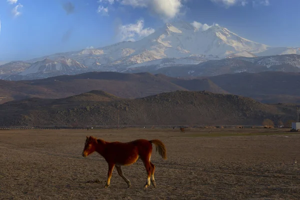 Yilki horses are walking and running on the river. Yilki horses in Kayseri Turkey are wild horses with no owners