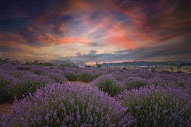 Lavanta tarlasının güzel görüntüsü 