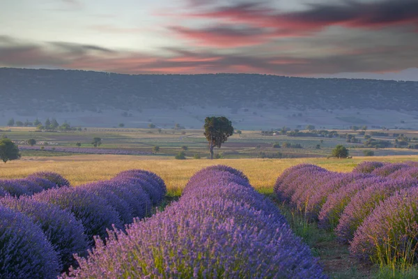 Beautiful Image Lavender Field — Stock Photo, Image