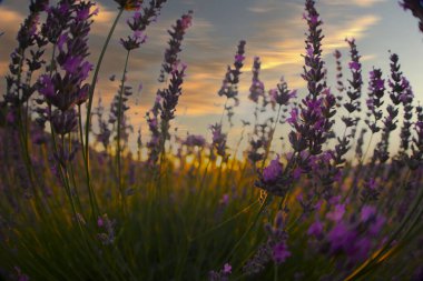 Lavanta tarlasının güzel görüntüsü 