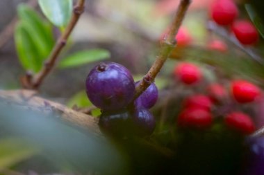 Makro fotoğraflar doğal hayatta çekildi.