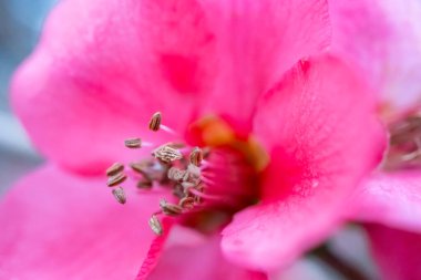 Makro fotoğraflar doğal hayatta çekildi.