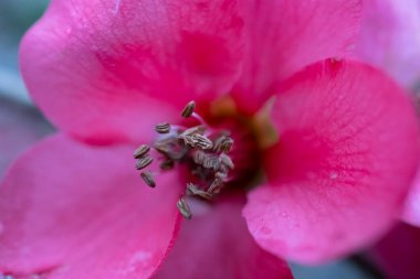 Makro fotoğraflar doğal hayatta çekildi.
