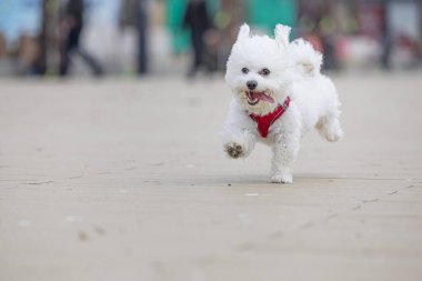 Kumsalda koşan sevimli beyaz köpek.