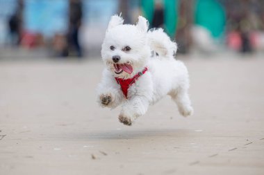 Kumsalda koşan sevimli beyaz köpek.