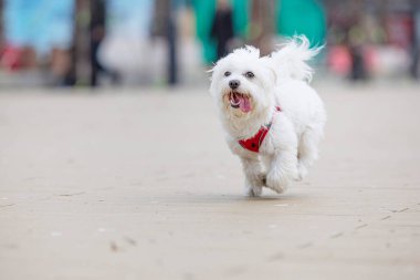 Kumsalda koşan sevimli beyaz köpek.