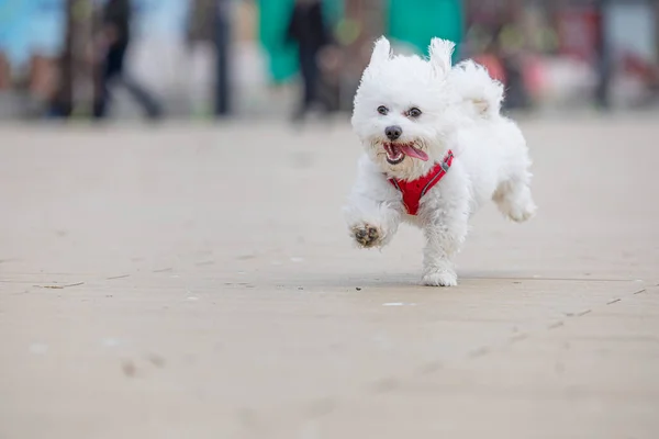 Cute White Dog Running Beach — Stock Photo, Image