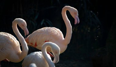 Amerikan flamingosu (Phoenicopterus ruber) veya Karayip flamingosu. Büyük kuş yaz tatilinin tadını çıkarıyor. Doğa yeşil arkaplan