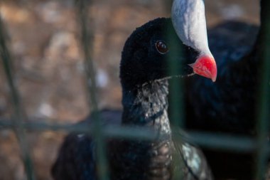 Hayvanat bahçesinde dinlenen hayvanlar