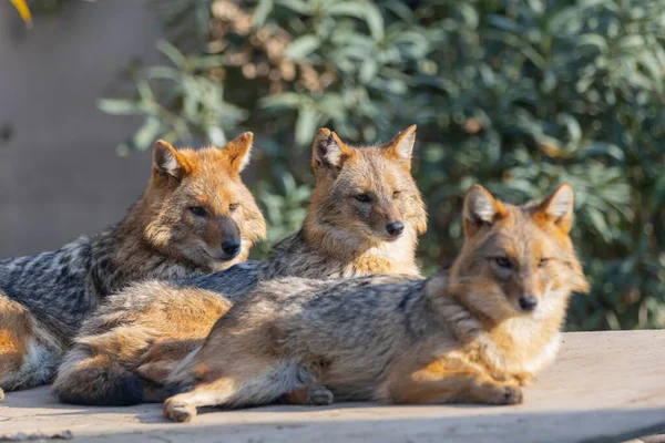Gran Familia Lémur Descansando Naturaleza — Foto de Stock