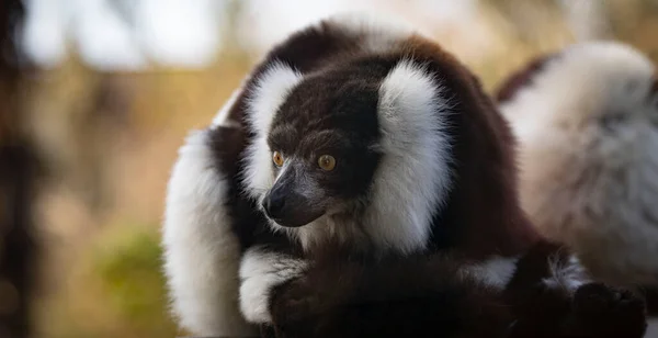 Büyük Lemur Ailesi Doğada Dinleniyor — Stok fotoğraf