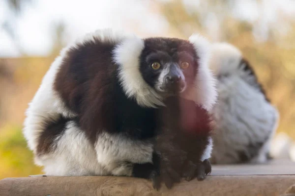 Velká Rodina Lemur Odpočívající Přírodě — Stock fotografie