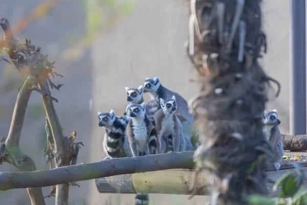 Büyük Lemur Ailesi Doğada Dinleniyor — Stok fotoğraf