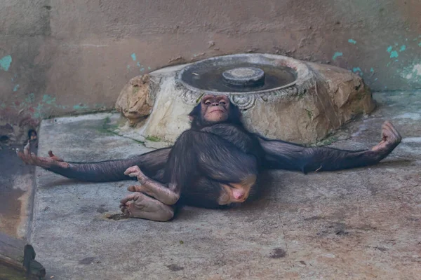 Zvířata Odpočívající Zoo — Stock fotografie