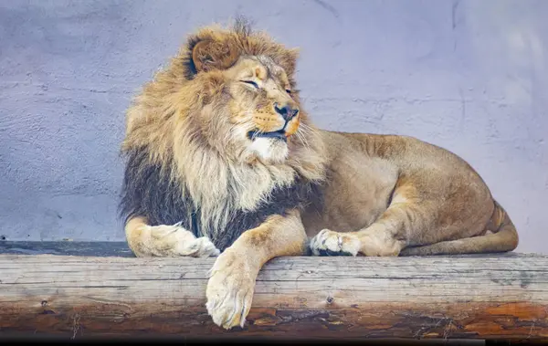 Hayvanat Bahçesinde Dinlenen Hayvanlar — Stok fotoğraf