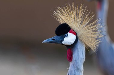 Türkiye 'nin en büyük hayvanat bahçelerinden biri, hayvanlar dinleniyor, ziyaretçiler büyük bir deneyim yaşıyor.