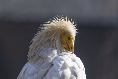 Türkiye 'nin en büyük hayvanat bahçelerinden biri, hayvanlar dinleniyor, ziyaretçiler büyük bir deneyim yaşıyor.