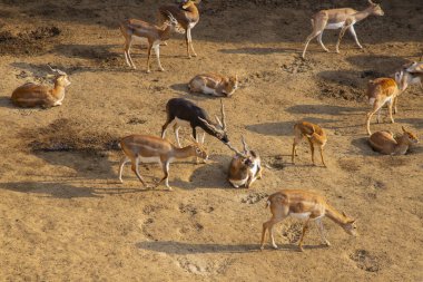 Türkiye 'nin en büyük hayvanat bahçelerinden biri, hayvanlar dinleniyor, ziyaretçiler büyük bir deneyim yaşıyor.