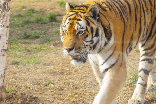 Des Grands Zoos Turquie Les Animaux Reposent Les Visiteurs Ont — Photo