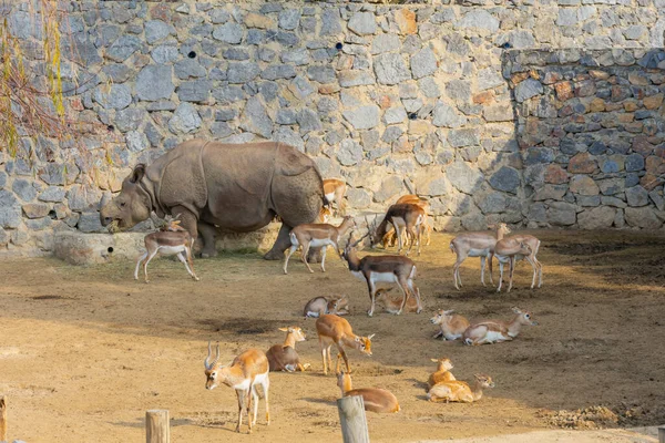 One of Turkey's largest zoos, animals are resting, visitors have a great experience.