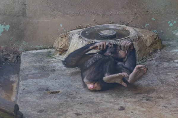 Uno Los Zoológicos Más Grandes Turquía Los Animales Están Descansando — Foto de Stock