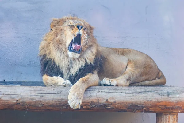 Türkiye Nin Büyük Hayvanat Bahçelerinden Biri Hayvanlar Dinleniyor Ziyaretçiler Büyük — Stok fotoğraf