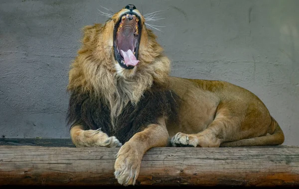 Türkiye Nin Büyük Hayvanat Bahçelerinden Biri Hayvanlar Dinleniyor Ziyaretçiler Büyük — Stok fotoğraf