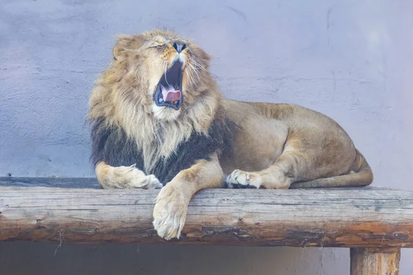 Один Найбільших Зоопарків Туреччини Тварини Відпочивають Відвідувачі Мають Великий Досвід — стокове фото