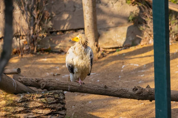 Jedna Největších Tureckých Zoologických Zahrad Zvířata Odpočívají Návštěvníci Mají Velké — Stock fotografie