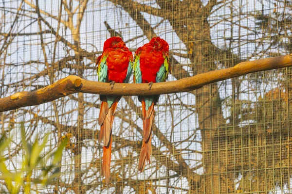 Einer Der Größten Zoos Der Türkei Tiere Ruhen Besucher Haben — Stockfoto