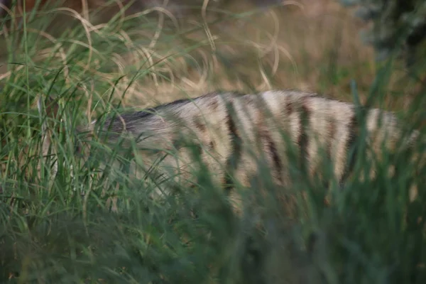 Faruk Yalcin Eläintarha Istanbulissa Eläimet Elävät Luonnollisessa Eläintarhassa — kuvapankkivalokuva